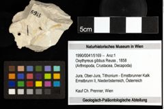 Foto (Objekt + Etiketten) von Oxythyreus gibbus (Reuss, 1858) 